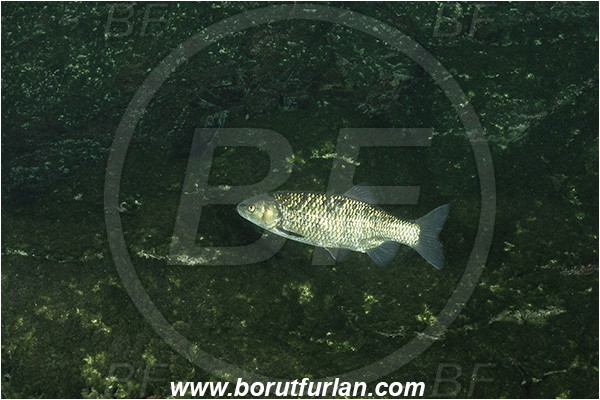 Lake, Elefante bianco, Bassano del Grapa, Italy, Squalius cephalus, European chub, Cyprinidae, Fish