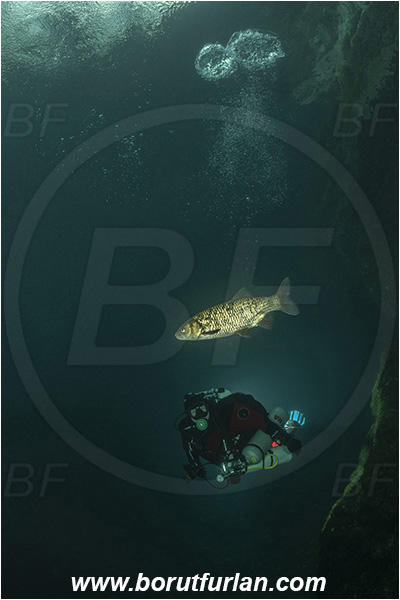 Lake, Elefante bianco, Bassano del Grapa, Italy, Squalius cephalus, European chub, Cyprinidae, Fish, Diver