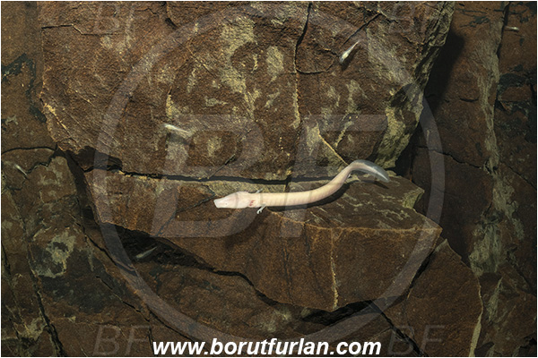 Cave, Veliko okence, Vrhnika, Slovenia, Olm, Cave salamander, Proteus anguinus, Amphibian, Proteidae