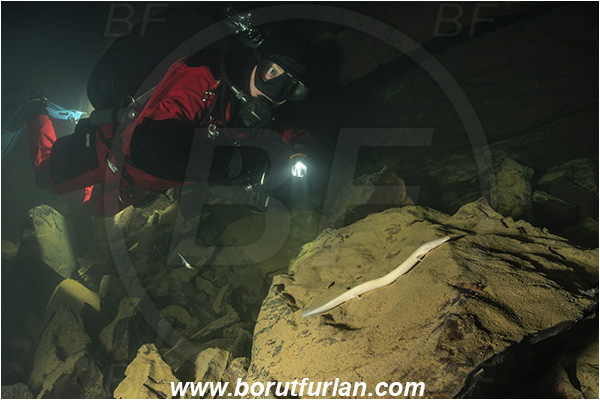 Cave, Veliko okence, Vrhnika, Slovenia, Olm, Cave salamander, Proteus anguinus, Amphibian, Proteidae, Diver