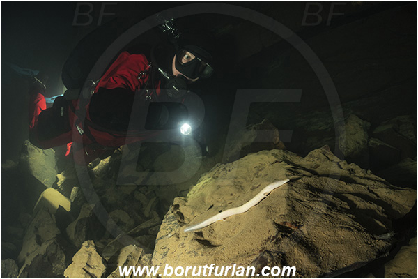 Cave, Veliko okence, Vrhnika, Slovenia, Olm, Cave salamander, Proteus anguinus, Amphibian, Proteidae, Diver