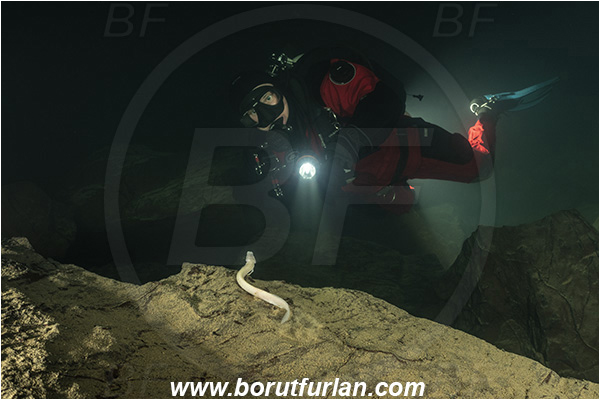 Cave, Veliko okence, Vrhnika, Slovenia, Olm, Cave salamander, Proteus anguinus, Amphibian, Proteidae, Diver