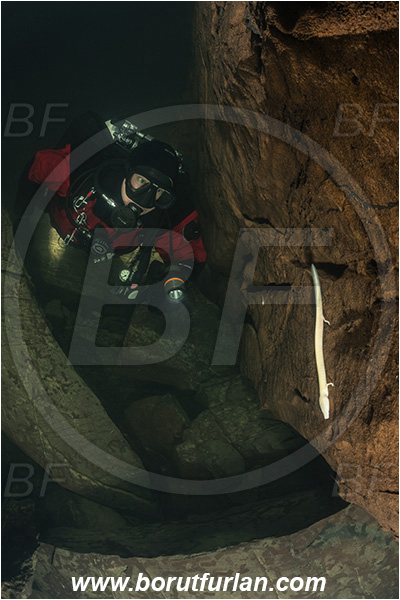 Cave, Veliko okence, Vrhnika, Slovenia, Olm, Cave salamander, Proteus anguinus, Amphibian, Proteidae, Diver