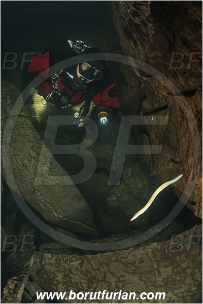 Cave, Veliko okence, Vrhnika, Slovenia, Olm, Cave salamander, Proteus anguinus, Amphibian, Proteidae, Diver