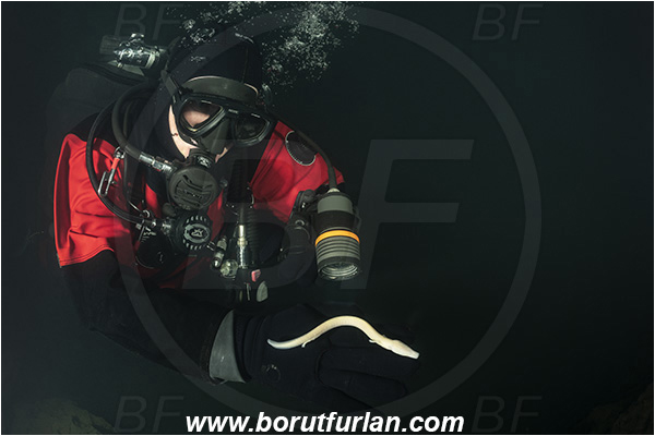 Cave, Veliko okence, Vrhnika, Slovenia, Olm, Cave salamander, Proteus anguinus, Amphibian, Proteidae, Diver