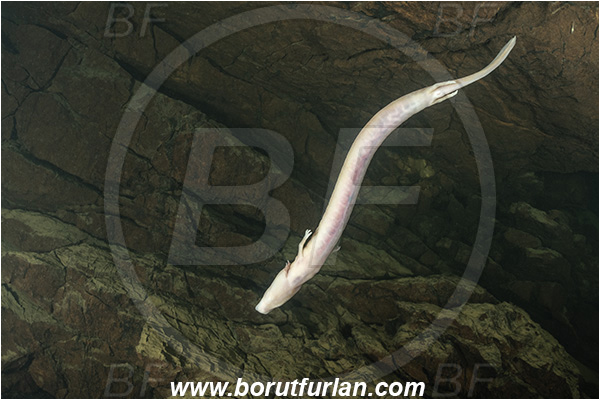 Cave, Veliko okence, Vrhnika, Slovenia, Olm, Cave salamander, Proteus anguinus, Amphibian, Proteidae