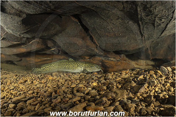 Cave, Suhadolca, Cerkniško jezero, Slovenia, Lota lota, Burbot, Fish, Lotidae