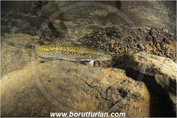 Cave, Suhadolca, Cerkniško jezero, Slovenia, Lota lota, Burbot, Fish, Lotidae