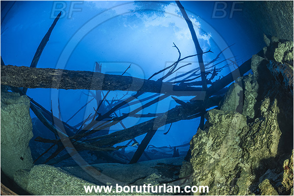 Sibuli River, New Britain, Papua New Guinea, Lake, Tree, Wood, Branch, Surface