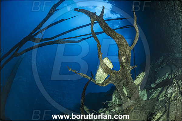 Sibuli River, New Britain, Papua New Guinea, Lake, Tree, Wood, Branch