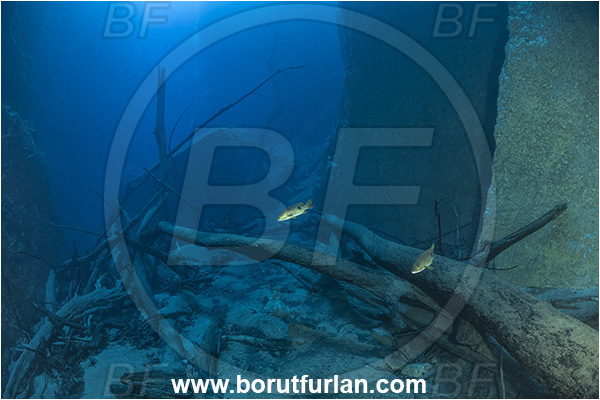 Sibuli River, New Britain, Papua New Guinea, Lake, Tree, Wood, Branch, Fish