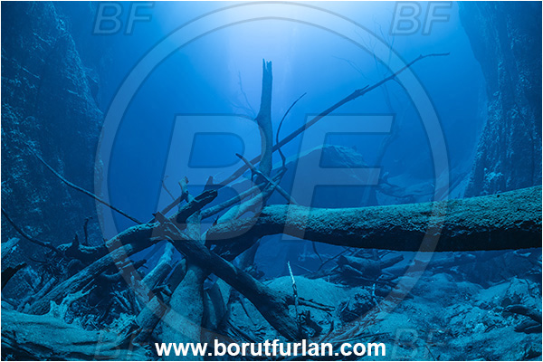 Sibuli River, New Britain, Papua New Guinea, Lake, Tree, Wood, Branch