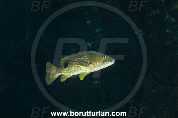 Sibuli River, New Britain, Papua New Guinea, Lake, Lutjanjus fuscescens, Lutjanus, Lutjanidae, Freshwater snapper, Snapper, Fish