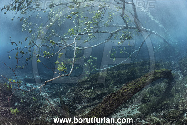 Sibuli River, New Britain, Papua New Guinea, River, Tree, Wood, Branch, Surface