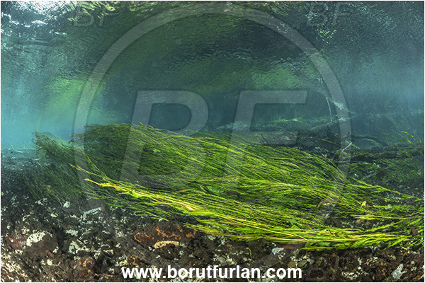 Sibuli River, New Britain, Papua New Guinea, River, Grass, Surface