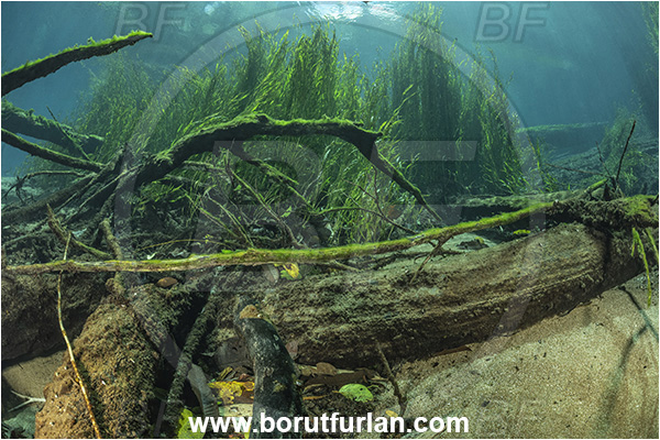 Sibuli River, New Britain, Papua New Guinea, River, Tree, Wood, Branch, Grass