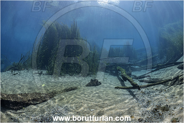 Sibuli River, New Britain, Papua New Guinea, River, Tree, Wood, Branch, Grass