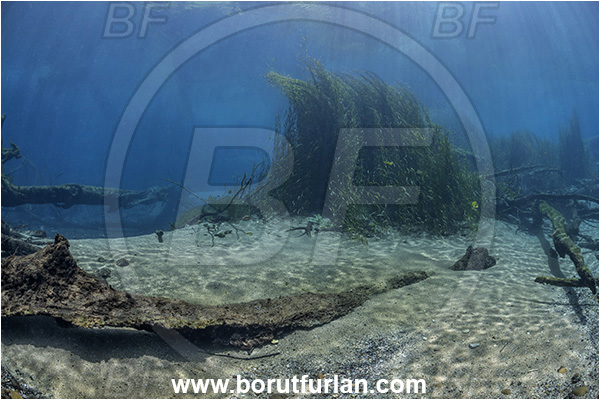Sibuli River, New Britain, Papua New Guinea, River, Tree, Wood, Branch, Grass