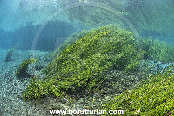 Sibuli River, New Britain, Papua New Guinea, River, Grass, Surface