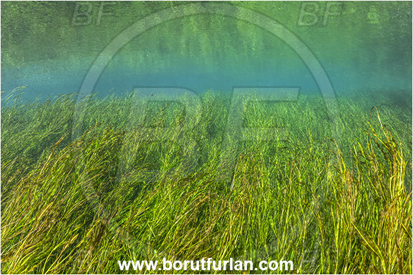 Sibuli River, New Britain, Papua New Guinea, River, Grass
