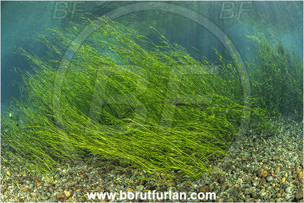 Sibuli River, New Britain, Papua New Guinea, River, Grass