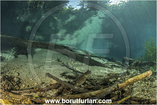 Sibuli River, New Britain, Papua New Guinea, River, Tree, Wood, Branch
