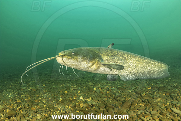 River, Vipava, Slovenia, Silurus glanis, Wels catfish, Fish, Siluridae