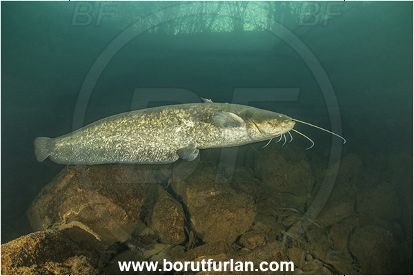 River, Vipava, Slovenia, Silurus glanis, Wels catfish, Fish, Siluridae