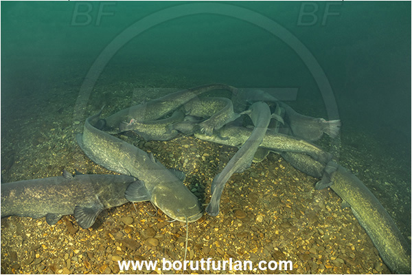 River, Vipava, Slovenia, Silurus glanis, Wels catfish, Fish, Siluridae, Fish school