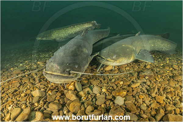 River, Vipava, Slovenia, Silurus glanis, Wels catfish, Fish, Siluridae, Portrait