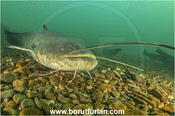River, Vipava, Slovenia, Silurus glanis, Wels catfish, Fish, Siluridae, Portrait