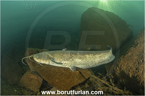 River, Vipava, Slovenia, Silurus glanis, Wels catfish, Fish, Siluridae