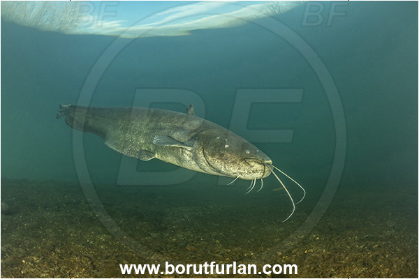 River, Vipava, Slovenia, Silurus glanis, Wels catfish, Fish, Siluridae