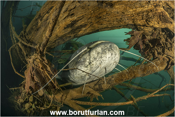 River, Vipava, Slovenia, Silurus glanis, Wels catfish, Fish, Siluridae, Portrait