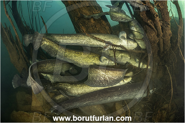 River, Vipava, Slovenia, Silurus glanis, Wels catfish, Fish, Siluridae, Fish school