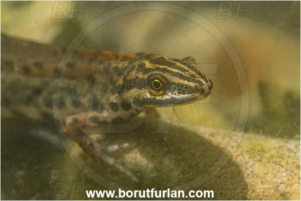 Malo okence, Vrhnika, Slovenia, Lissotriton vulgaris, Lissotriton, Amphibian, Salamandridae, Smooth newt, European newt, Newt, Portrait