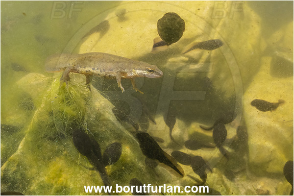 Malo okence, Vrhnika, Slovenia, Lissotriton vulgaris, Lissotriton, Amphibian, Salamandridae, Smooth newt, European newt, Newt