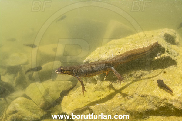 Malo okence, Vrhnika, Slovenia, Lissotriton vulgaris, Lissotriton, Amphibian, Salamandridae, Smooth newt, European newt, Newt