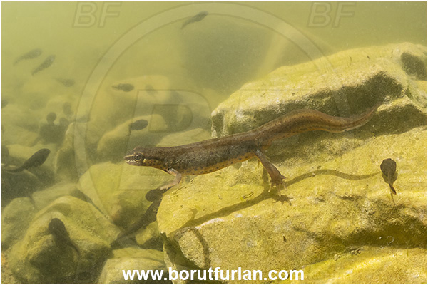 Malo okence, Vrhnika, Slovenia, Lissotriton vulgaris, Lissotriton, Amphibian, Salamandridae, Smooth newt, European newt, Newt