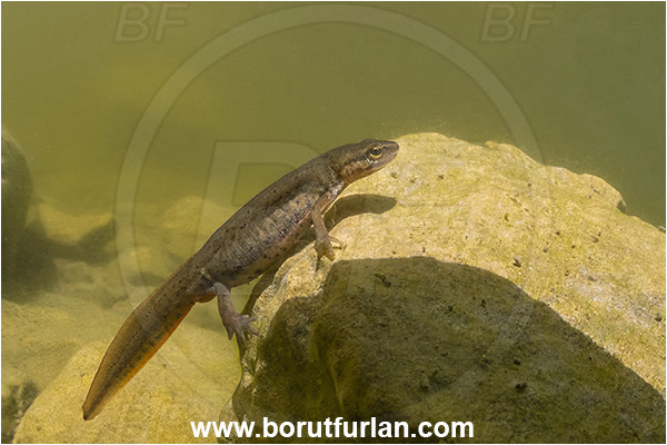 Malo okence, Vrhnika, Slovenia, Lissotriton vulgaris, Lissotriton, Amphibian, Salamandridae, Smooth newt, European newt, Newt
