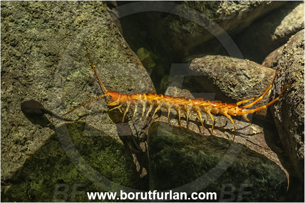 Malo okence, Vrhnika, Slovenia, Eupolybothrus grossipes, Eupolybothrus, Lithobiidae, Chilopoda, Centipede, Stone centipede