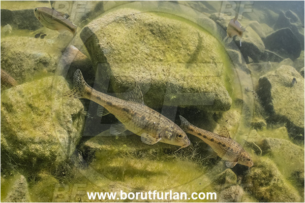 Malo okence, Vrhnika, Slovenia, Gobio gobio, Gobio, Gobionidae, Common gudgeon, Gudgeon, Fish