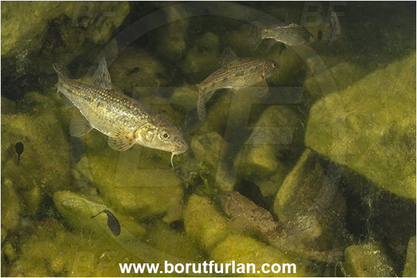 Malo okence, Vrhnika, Slovenia, Gobio gobio, Gobio, Gobionidae, Common gudgeon, Gudgeon, Fish