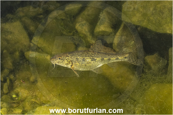 Malo okence, Vrhnika, Slovenia, Gobio gobio, Gobio, Gobionidae, Common gudgeon, Gudgeon, Fish