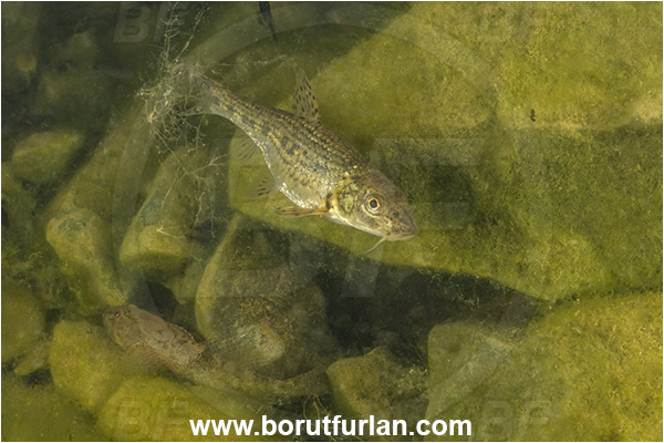 Malo okence, Vrhnika, Slovenia, Gobio gobio, Gobio, Gobionidae, Common gudgeon, Gudgeon, Fish