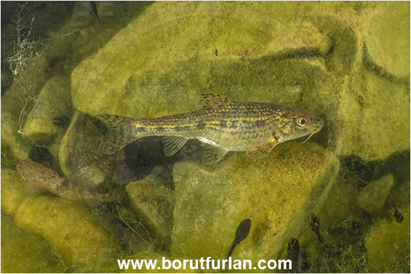 Malo okence, Vrhnika, Slovenia, Gobio gobio, Gobio, Gobionidae, Common gudgeon, Gudgeon, Fish