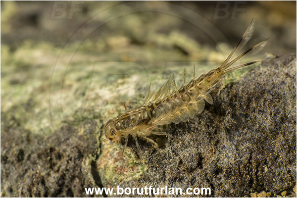 Malo okence, Vrhnika, Slovenia, Siphlonurus lacustris, Siphlonurus, Siphlonuridae, Summer mayfly, Mayfly, Insect, Larva
