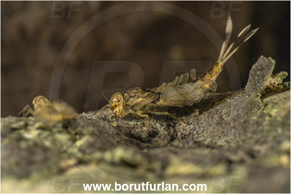 Malo okence, Vrhnika, Slovenia, Siphlonurus lacustris, Siphlonurus, Siphlonuridae, Summer mayfly, Mayfly, Insect, Larva