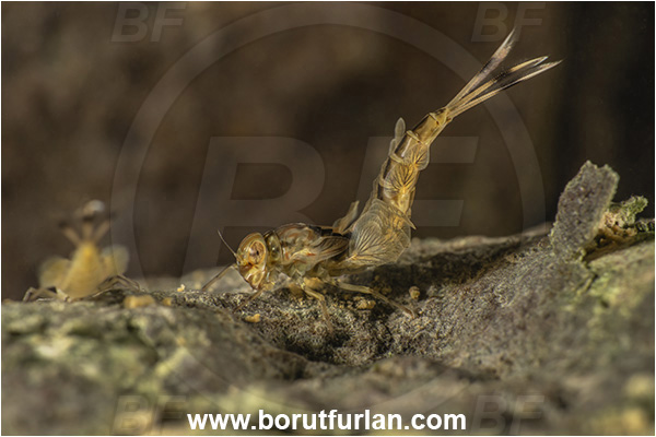 Malo okence, Vrhnika, Slovenia, Siphlonurus lacustris, Siphlonurus, Siphlonuridae, Summer mayfly, Mayfly, Insect, Larva