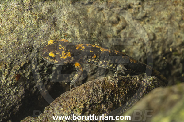 Malo okence, Vrhnika, Slovenia, Salamandra salamandra, Salamandra, Amphibian, Salamandridae, Fire salamander, Salamande, Juvenile